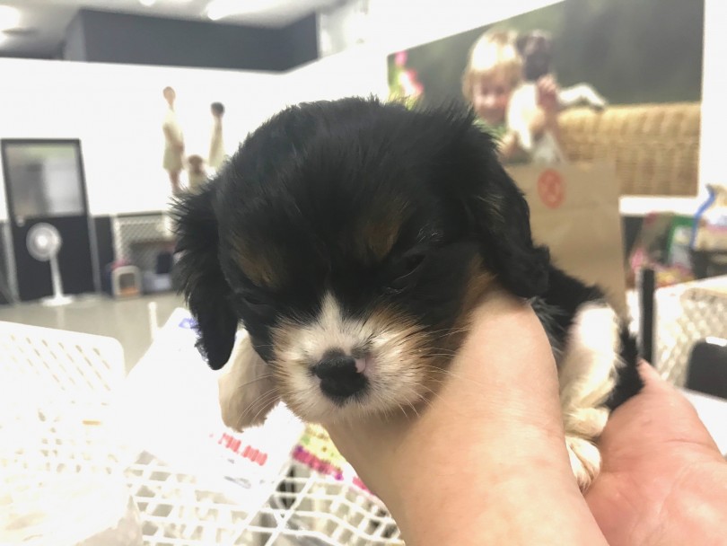 温厚な性格が写真を撮っていても現れていました！ | キャバリア・キングチャールズ・スパニエル （117287） - 鎌ヶ谷店