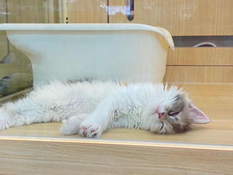 時間を忘れて見惚れてしまいます♡ | メインクーン （6130973） - 大倉山店