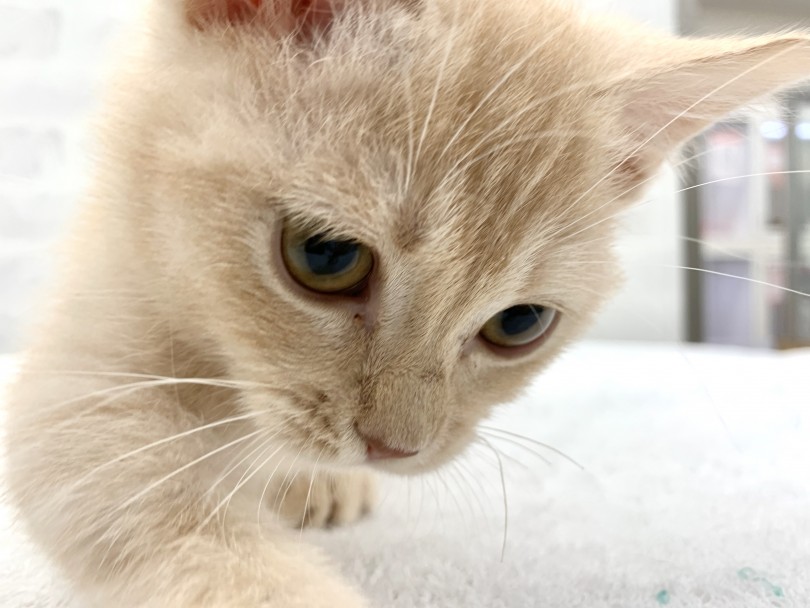 猫ちゃん初心者の方にオススメ | マンチカン （014328） - 東日暮里店