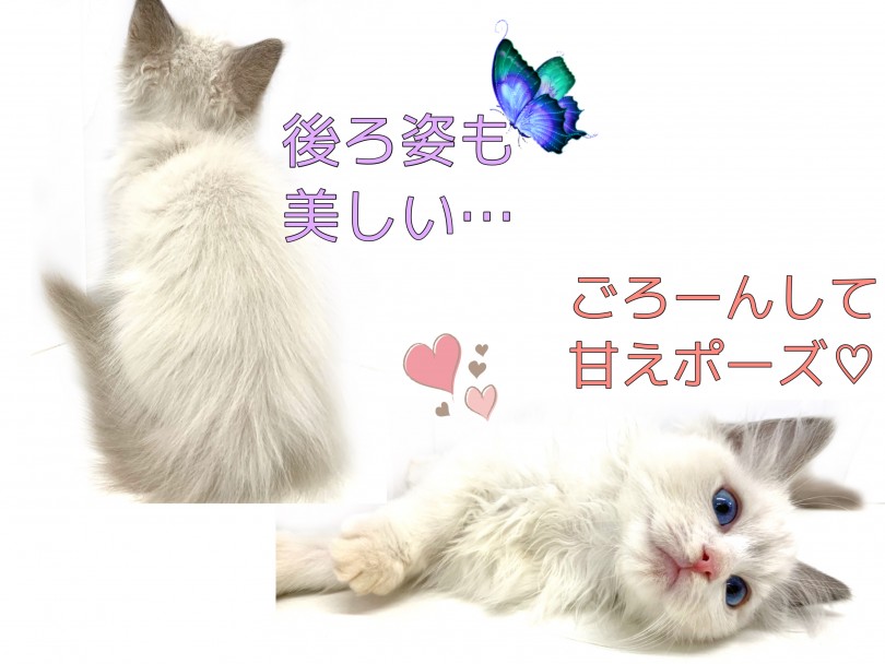 ラグちゃんと一緒にお待ちしております♡ | ラグドール （150129） - 東川口店