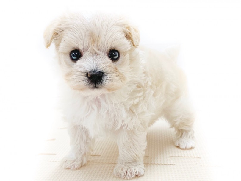 可愛さの極み！ぬいぐるみの様な見た目と永遠の子犬感 | MIX マルプー （814637） - 相模大塚店