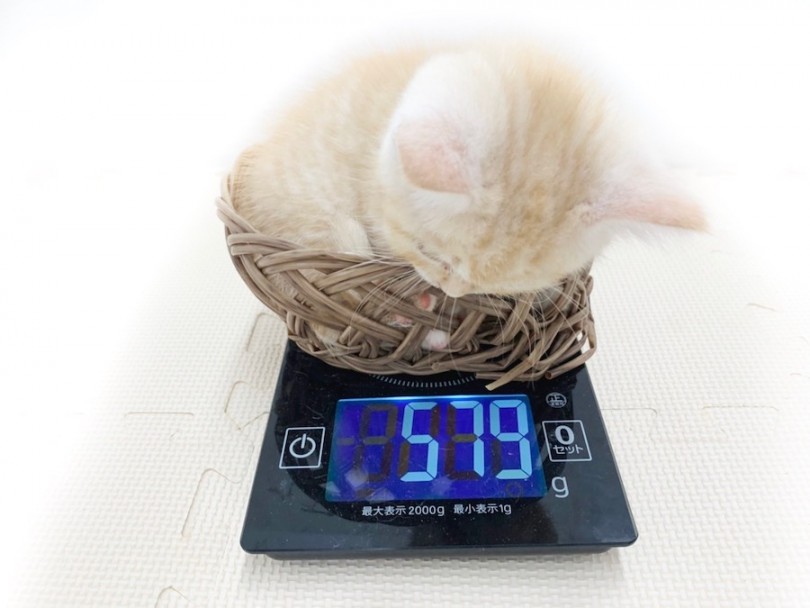 足が短いので成猫になっても子猫らしさが残ります！ | マンチカン （814634） - 相模大塚店