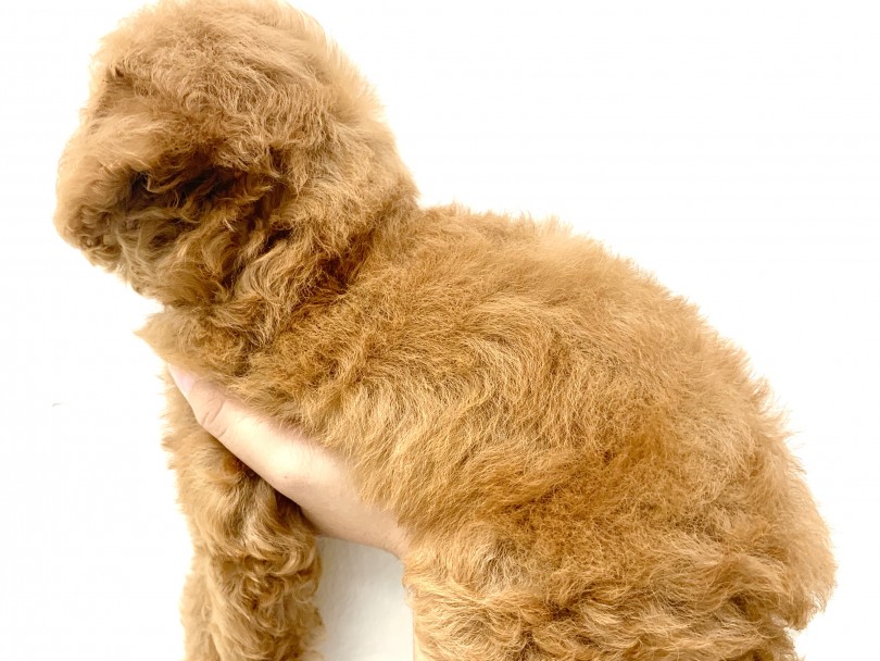 犬なのに抜け毛が少ない！！お掃除が楽ちん♪ | トイ・プードル （150111） - 東川口店