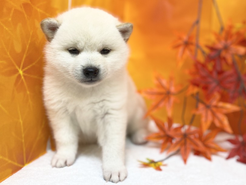 むっちりぼってりの愛されボディ♡ | 柴犬 （6130966） - 大倉山店
