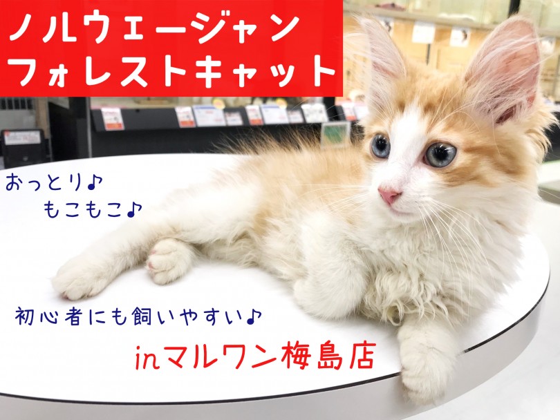 【 ノルウェージャン 】ネコ初心者必見！たった5分の長毛お手入れ法を大公開！