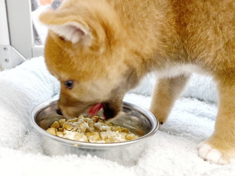 一瞬でなくなる！？ゴハン大好きな食いしん坊！！ | 柴犬 （116487） - 下丸子店