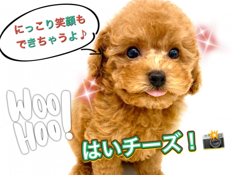 こんな表情も出来ちゃいます | トイ・プードル （150111） - 東川口店