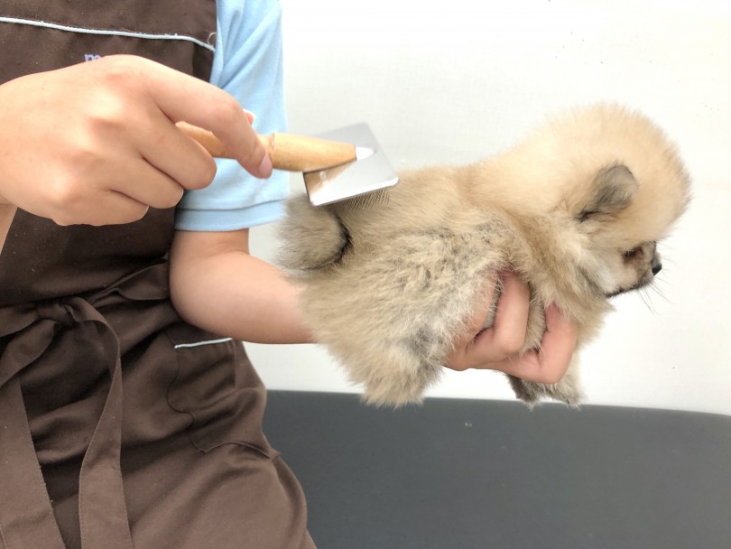 【グルーミング犬】ブラッシング＆シャンプー | 簡単お手入れ講座！ - 本羽田店