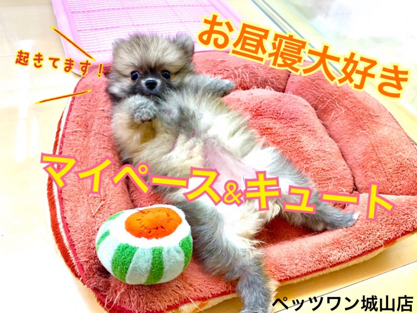 【 ポメラニアン 】抱っこ中にお昼寝！超マイペースたぬきポメちゃん！