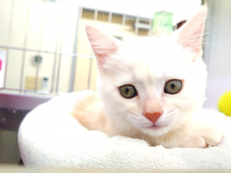 ベイビー顔からご機嫌なイケメン顔まで色んな顔を見せてくれるアメショーちゃん | アメリカンショートヘア （130244） - 高井戸店