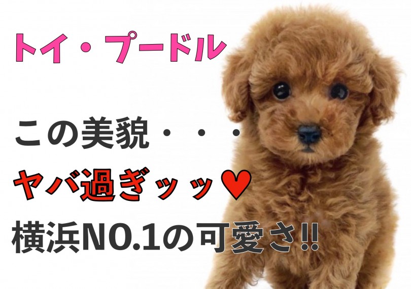 【 トイプードル 】この美貌は・・・ヤバ過ぎっ！横浜NO.1可愛いトイプードル！