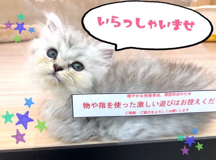 癒し系！人が好きで好奇心旺盛！！ | ペルシャ （150128） - 東川口店