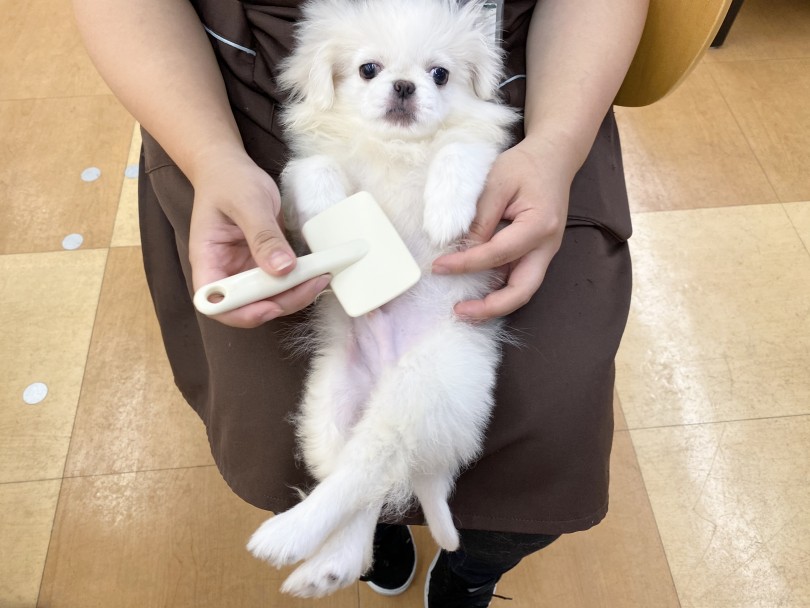 ペキニーズはダブルコートのため、年に2回換毛期がやってきます。 | ペキニーズ （116476） - 下丸子店