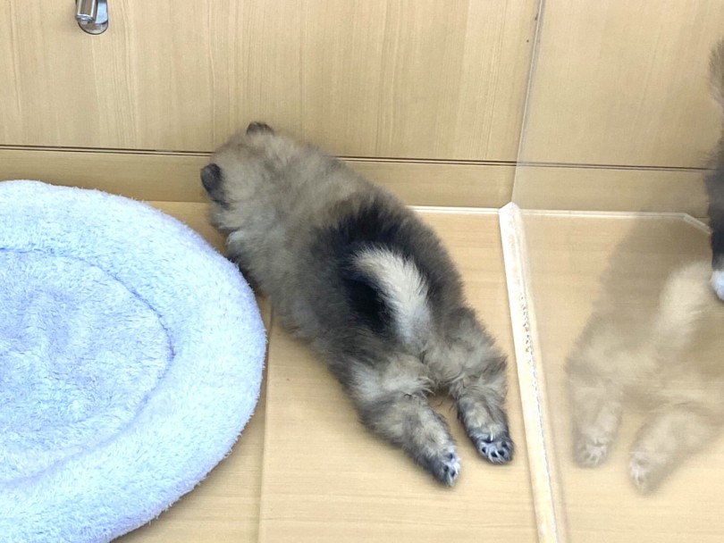 あと数cm横にベットがあるのに、なんでそこ？ | ポメラニアン （118483） - 城山店