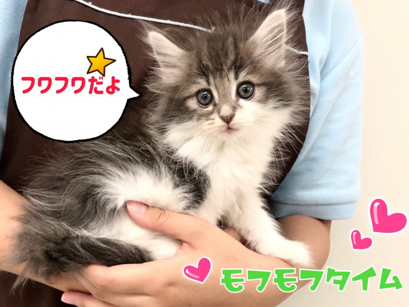 触り心地抜群！ブルーの被毛が魅力のモフモフにゃんこ | ノルウェージャンフォレストキャット （150120） - 東川口店