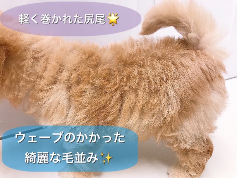 尻尾はお父さん譲りで軽く巻いています | MIX マルプー （150130） - 東川口店