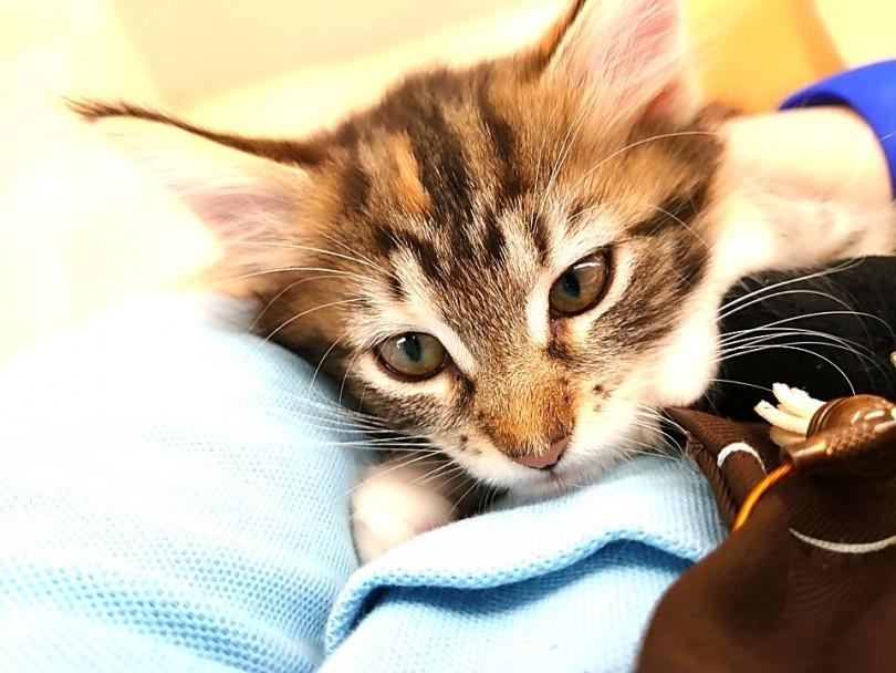 メインクーンちゃんは知性も高くきちんとしつけたら色んな事を学んでくれる知的な猫ちゃんなんです！ | メインクーン （130243） - 高井戸店