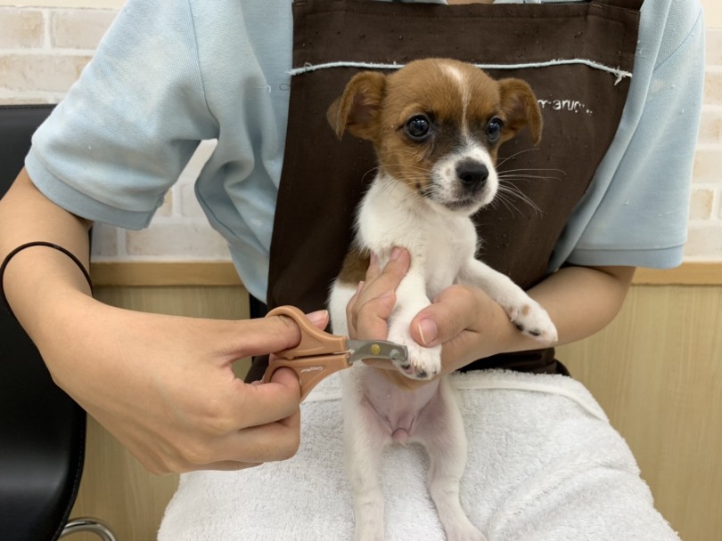 短い被毛のジャックちゃんはお手入れは比較的簡単です！ | ジャックラッセルテリア （713730） - 鶴見店