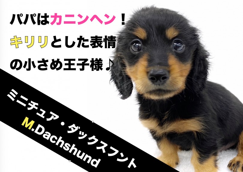 【 ミニチュアダックスフント 】パパはカニンヘン！キリっとした小さめ王子様！