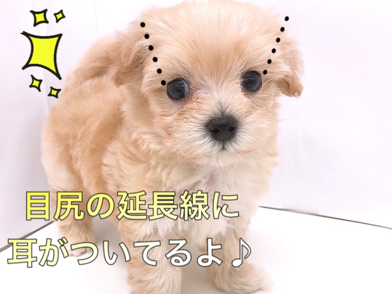 理想の通りの耳の位置 | MIX マルプー （150130） - 東川口店