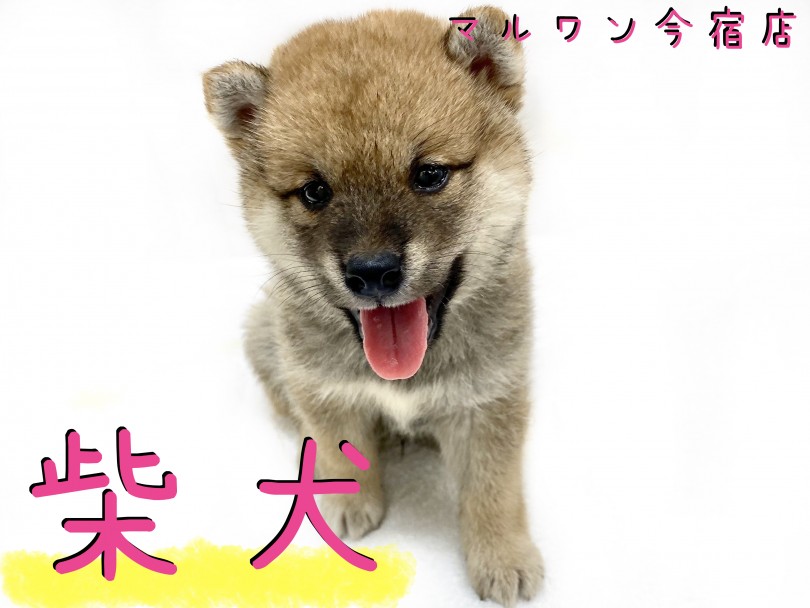 【 柴犬 】初めてユーザーの方必見！育てやすさNO1！丸顔の子クマ系おっとりBOY！