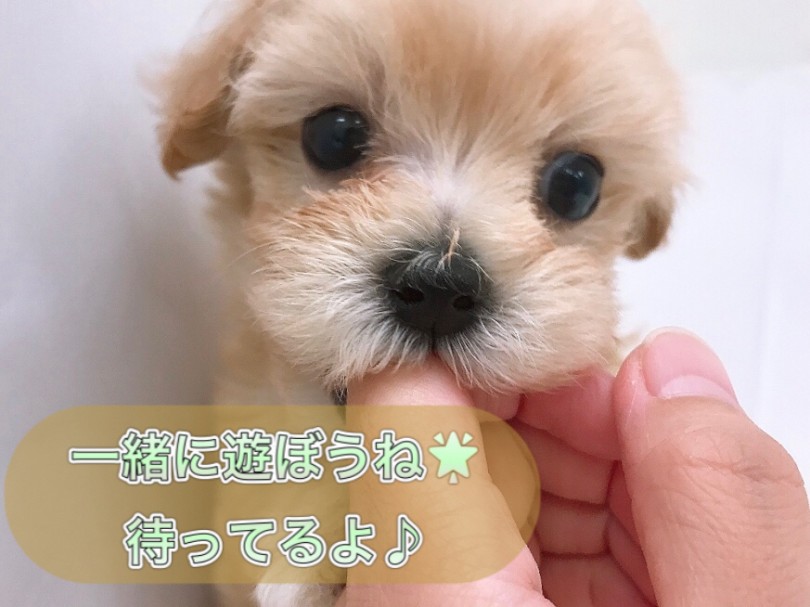 初心者の方でも上手く飼えること間違いなし | MIX マルプー （150130） - 東川口店