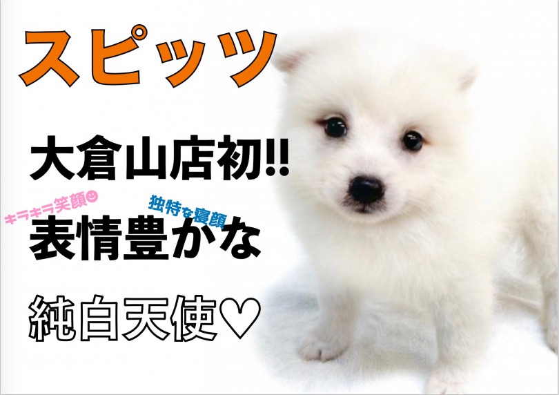 【 スピッツ 】大倉山店初登場！表情豊かな純白天使がやってきた！