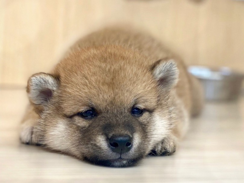 今宿店のスタッフが愛情たっぷり育てていきます♪ | 柴犬 （120312） - 今宿店