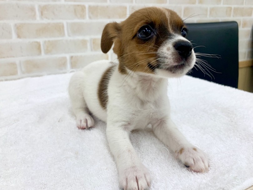 これからの将来が楽しみな、可能性をたくさん秘めたワンちゃんです♪ | ジャックラッセルテリア （713730） - 鶴見店