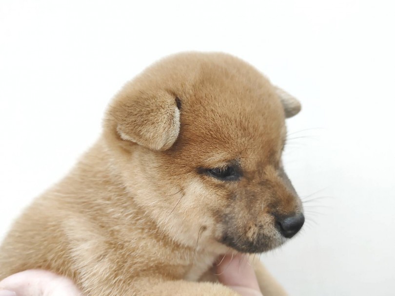 太くて短めのマズル（鼻）が幼さを演出！成長しても可愛い子犬顔！？ | 豆柴 （512691） - 本羽田店