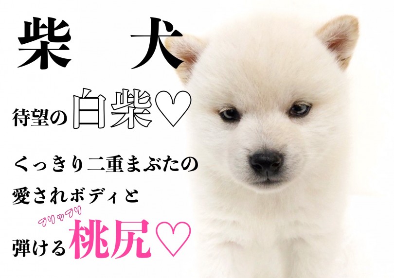 【 柴犬 】待望の白柴！くっきり二重まぶたの愛されボディと弾ける桃尻！