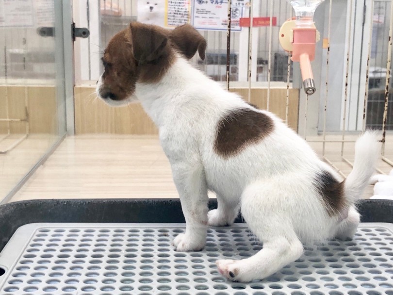 入店初日から、ほぼおトイレも完璧！ | ジャックラッセルテリア （713730） - 鶴見店