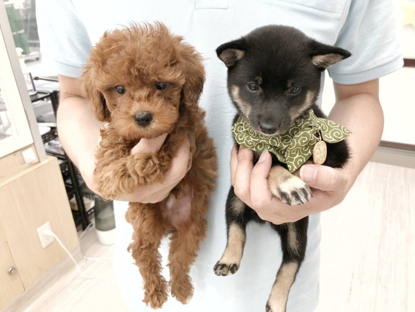 お顔も写真の通り同じくらいなんです！ | 豆柴 柴犬 （512688） - 本羽田店