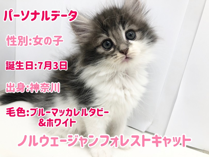 抱き心地バツグン！ふわふわのノルちゃん | ノルウェージャンフォレストキャット （150120） - 東川口店