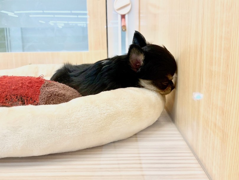 気付いたら壁にくっついて寝てました（笑） | チワワ （814642） - 相模大塚店