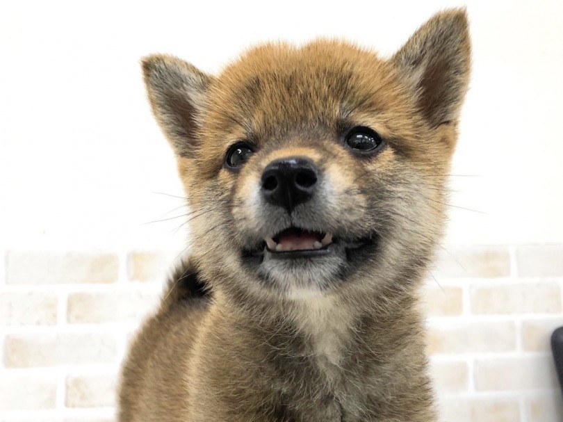 シュッとしたお顔立ちが特徴的♪ | 柴犬 （713747） - 鶴見店
