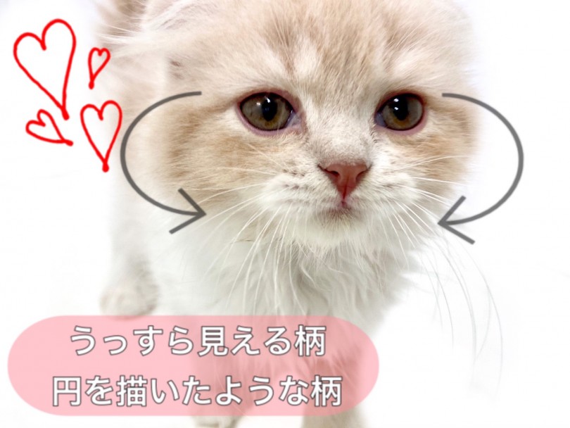 お顔の縞模様は誰にも負けないチャームポイント | スコティッシュフォールド （150131） - 東川口店