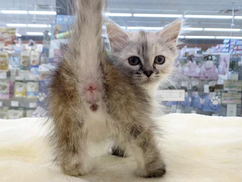 猫のお手入れは、私たちスタッフが丁寧にレクチャーさせて頂きます。 | ミヌエット （6130970） - 大倉山店
