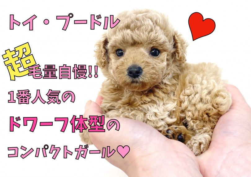 【 トイ・プードル 】超毛量自慢！！人気のドワーフ体型のコンパクトガール！