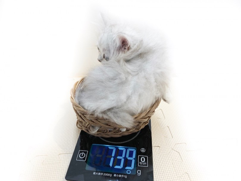 ほかの猫種に比べると比較的コンパクトな猫ちゃん | ミヌエット （814643） - 相模大塚店