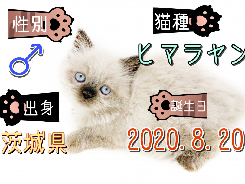 名前の由来はウサギ | ヒマラヤン （150137） - 東川口店