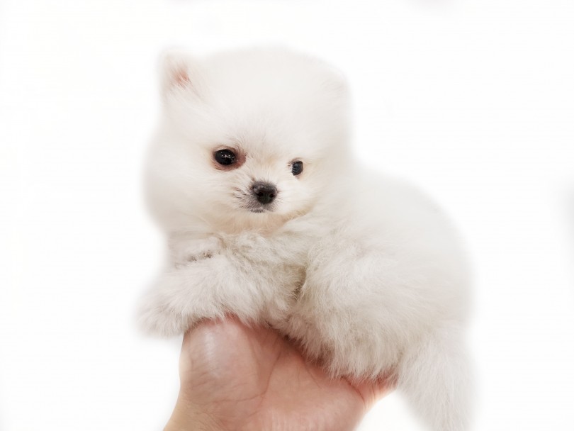 小さめのポメちゃんはこんな風に手のひらにチョコンっとのってしまいます！（笑） | ポメラニアン （412939） - さいたま 武蔵浦和店