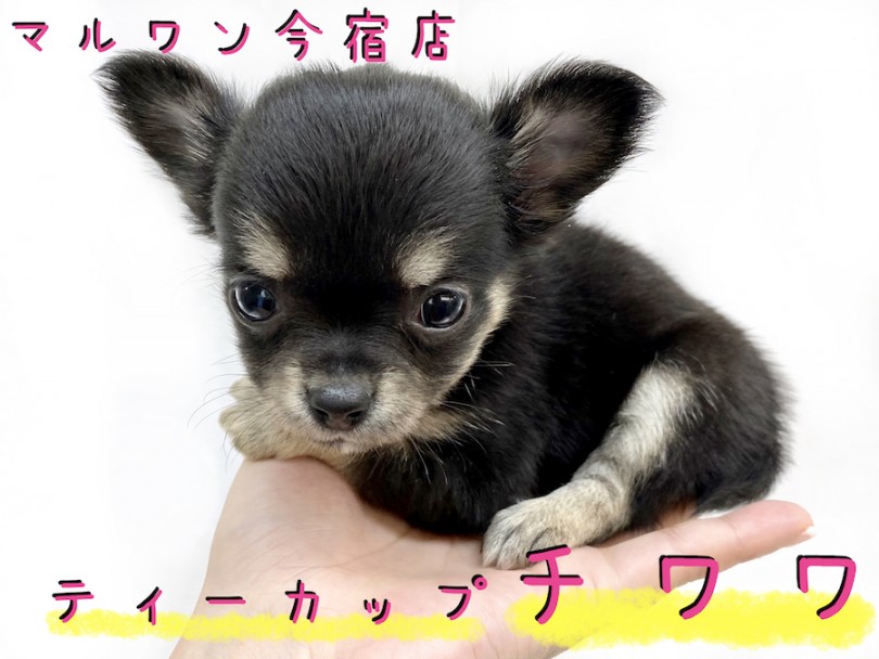 【 チワワ 】女の子・ドワーフ・ティーカップサイズ！お迎え時のアイテムもご紹介！
