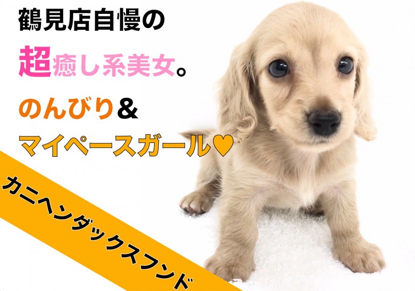 【 カニンヘンダックスフント 】鶴見店自慢の超癒し系美女。のんびりした性格は必見！