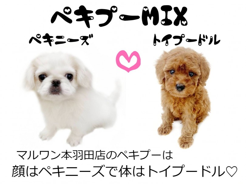 成長の過程が楽しめる！！ペキニーズとトイプードルの良い所を受け継いだ最強癒し系MIX犬！ | MIX ペキプー （512679） - 本羽田店