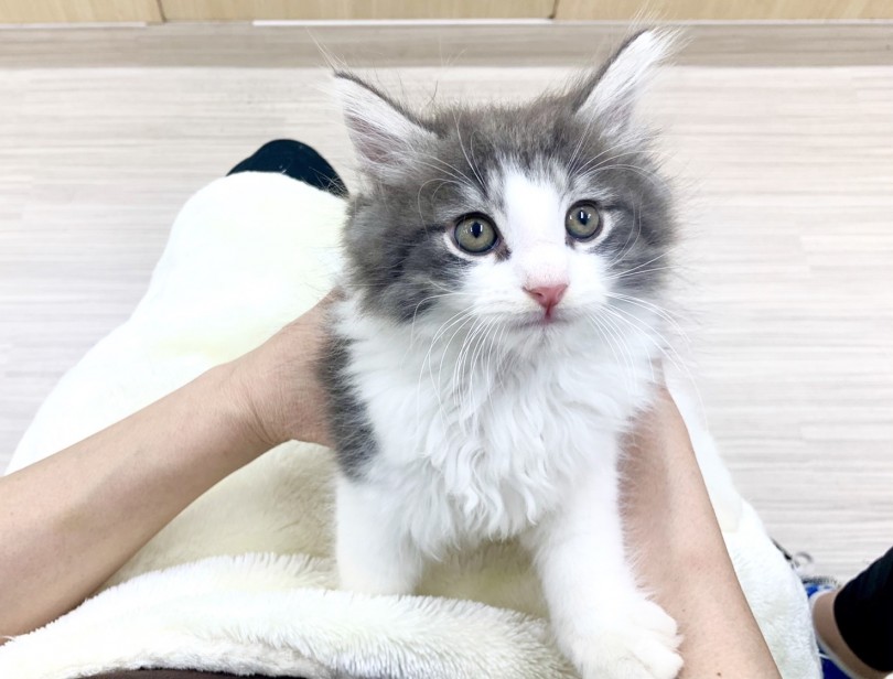 大型猫らしく、温厚で優しい性格 | ノルウェージャンフォレストキャット （713745） - 鶴見店