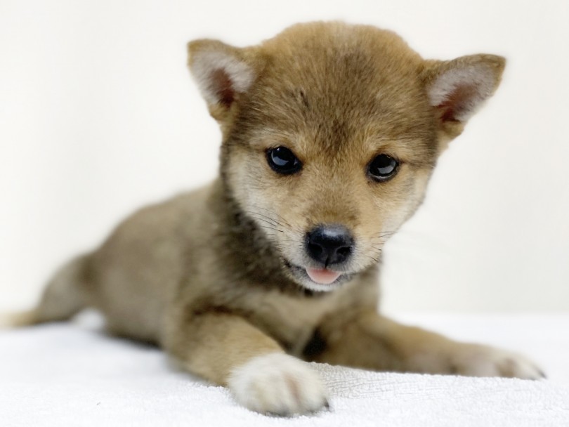 控えめに言っても、天使です。 | 柴犬 （6130976） - 大倉山店