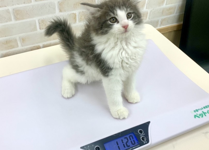 体重は平均的に6.0kg前後と大きめのサイズ | ノルウェージャンフォレストキャット （713745） - 鶴見店