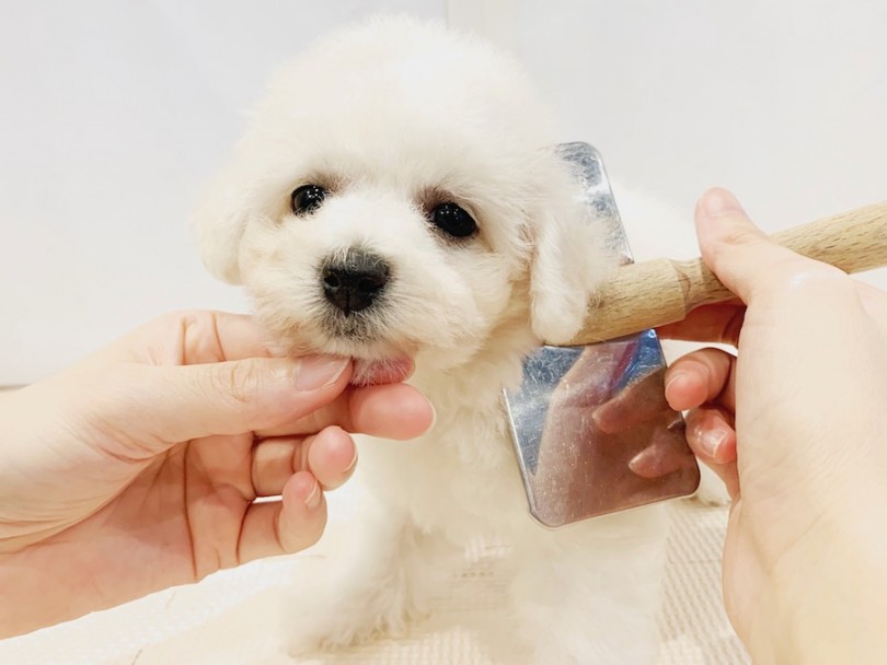 当店では入店した日からお手入れのトレーニングを行います | ビションフリーゼ （11792） - 横浜 白楽店