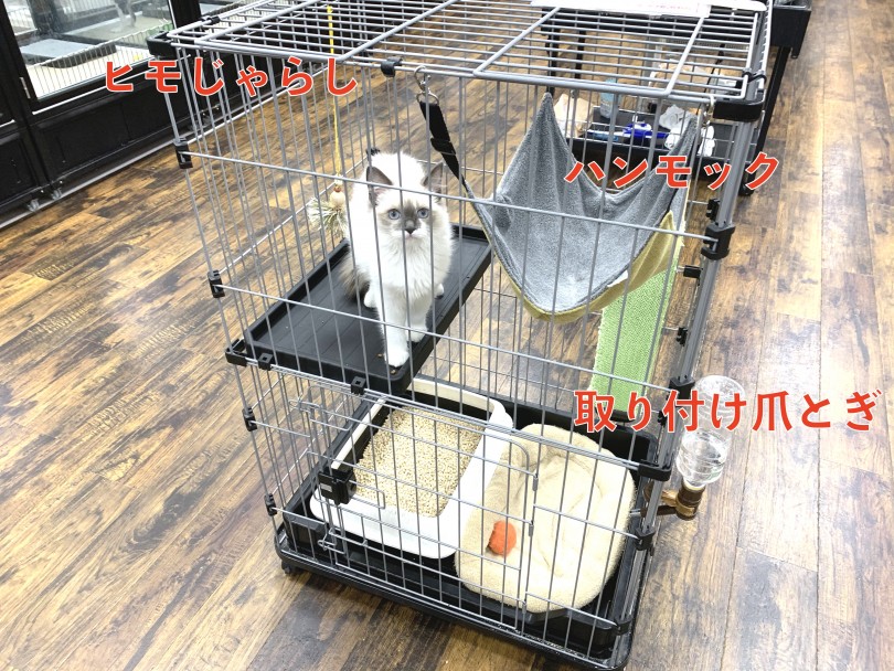 初めての方でも安心のサークルキトンセット | マンチカン （140524） - 横浜  元町店